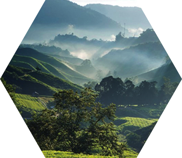 アフリカ蜂化ミツバチの集めるプロポリス